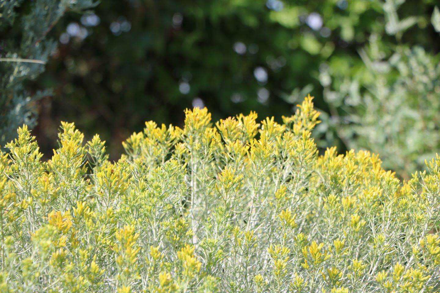 Baby blue rabbitbrush
